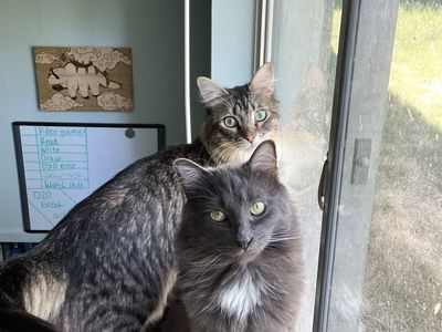 Adorable cat duo: Suki and Gigi