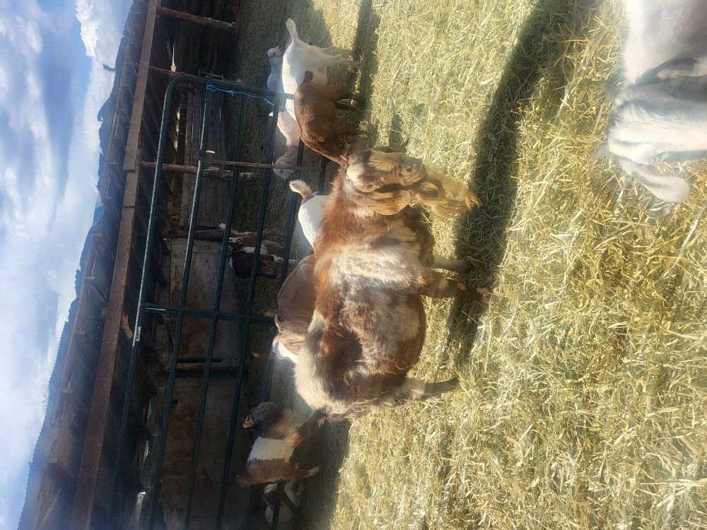 5 year old Billy goat