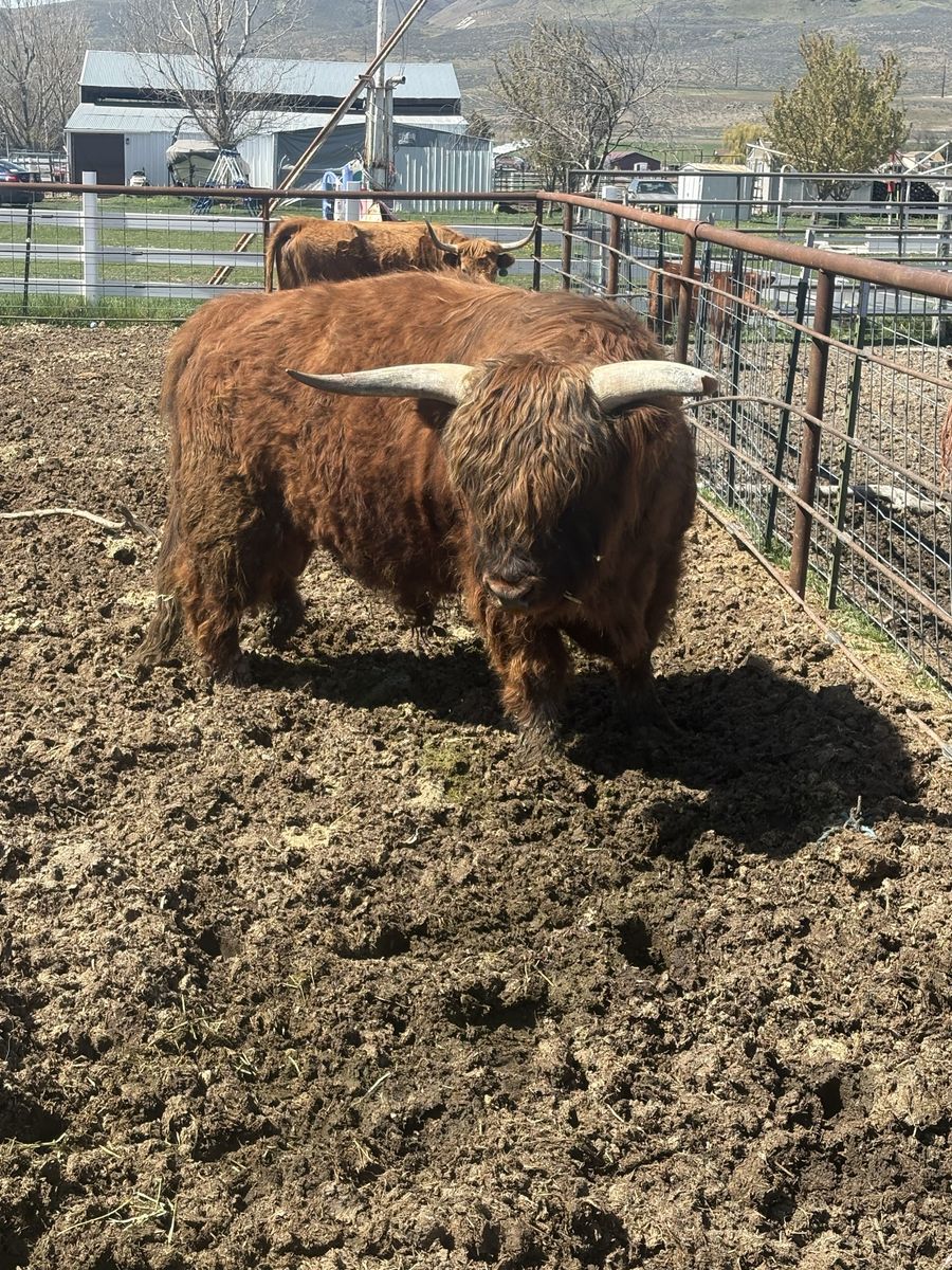 Highland Bull