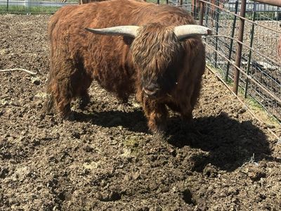 Highland Bull