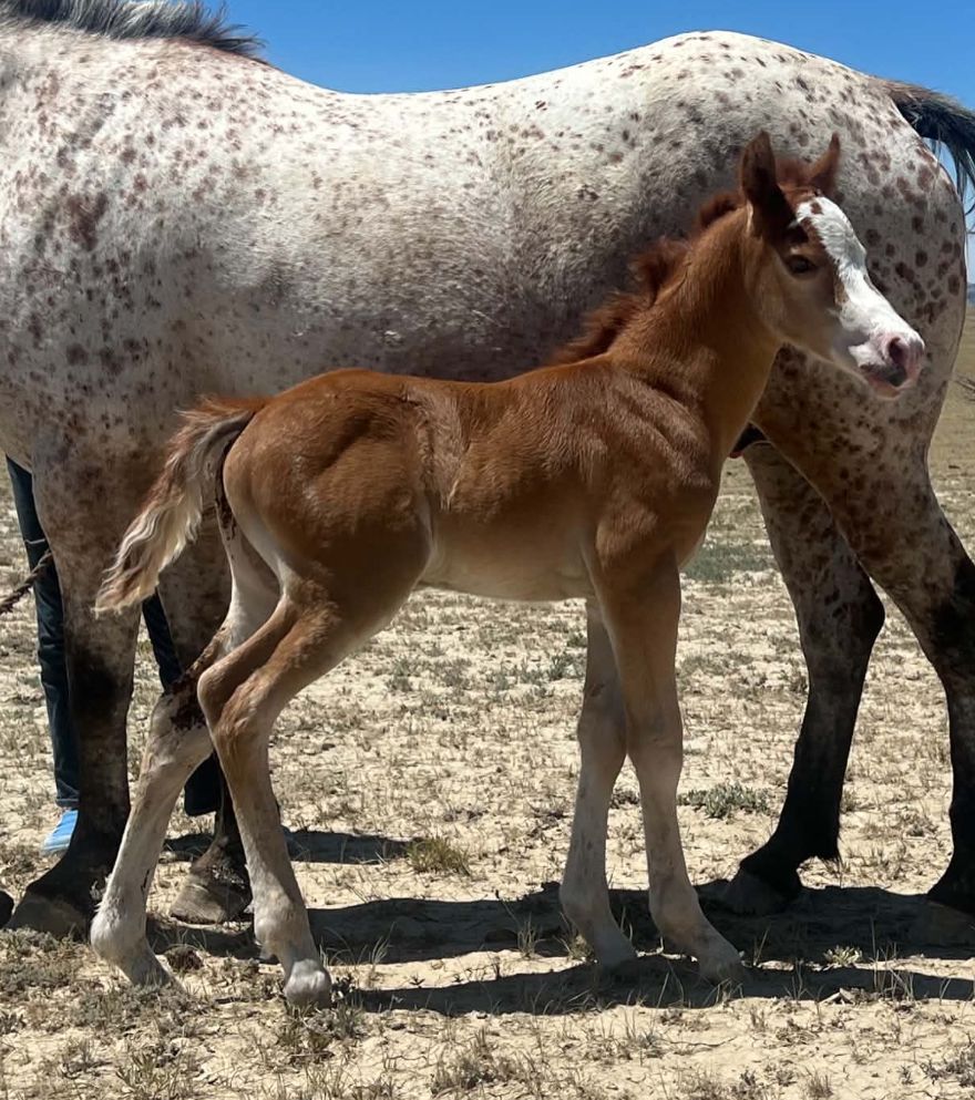Fancy 1/2 Welsh Pony Colt