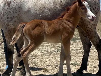 Fancy 1/2 Welsh Pony Colt