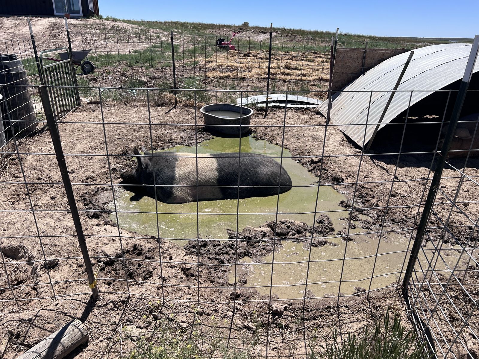 Exposed Duroc and hamp sows