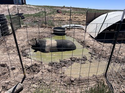 Exposed Duroc and hamp sows
