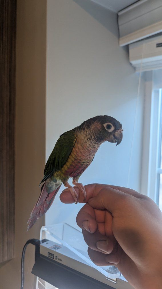 Green Cheek Conure