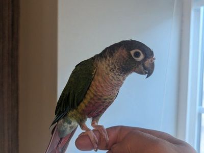 Green Cheek Conure