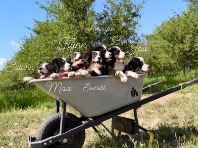 AKC Champion lines - Bernese Mountain Dog puppies