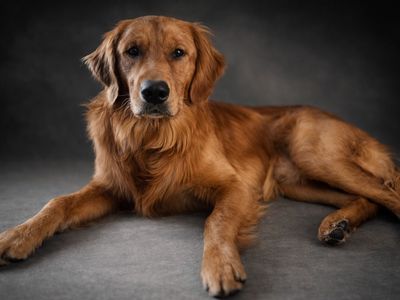 STUD ONLY - Pure Bred Field Golden 40lbs