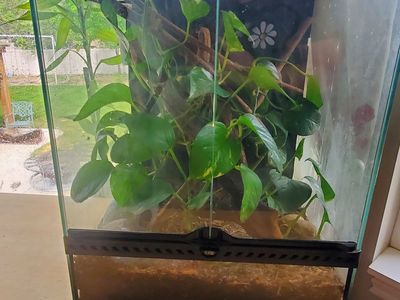 reptile enclosure