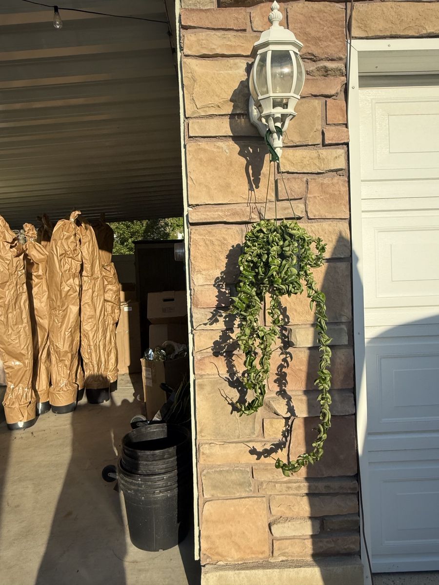 Hoya Hindu Rope Plant XL