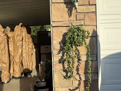 Hoya Hindu Rope Plant XL