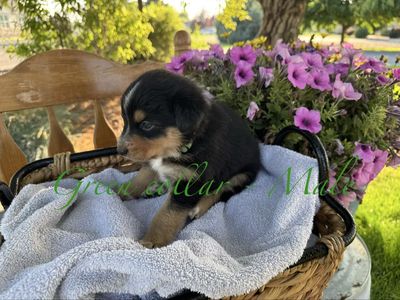 Texas Heeler Puppies