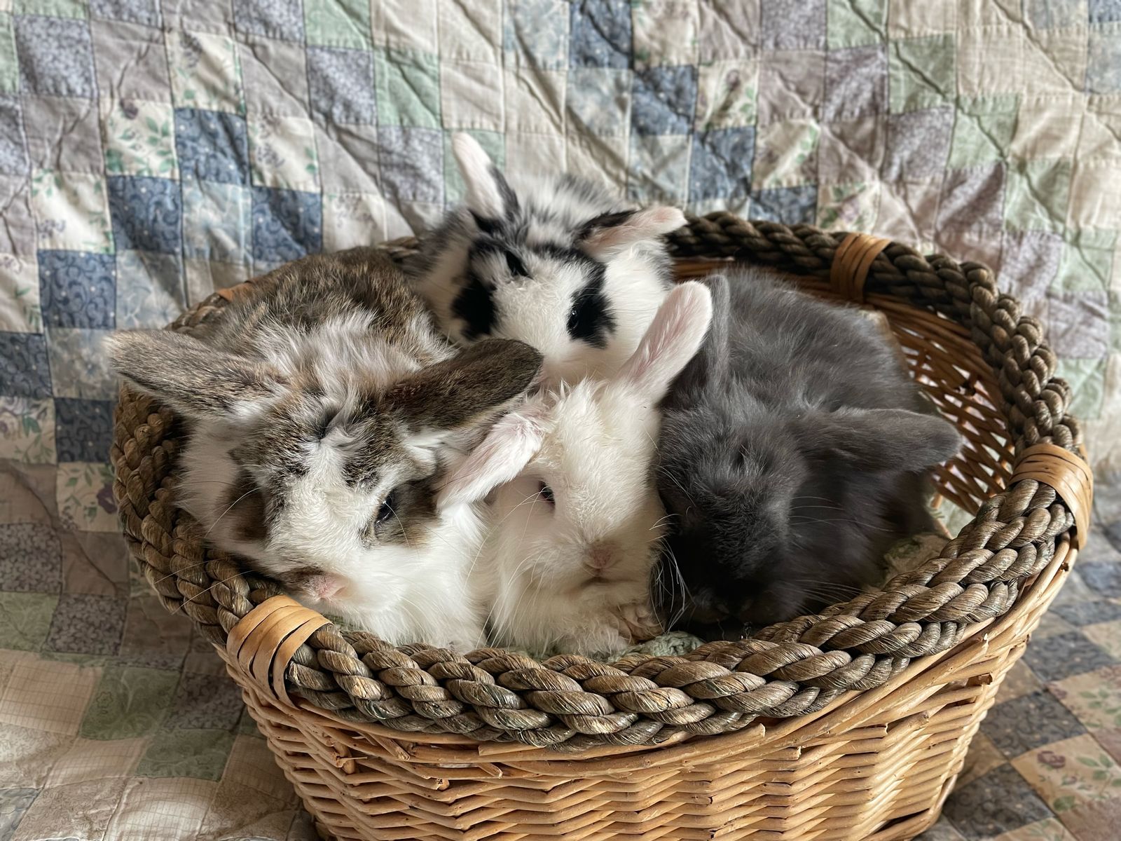 Purebred Holland Lop Baby Bunnies