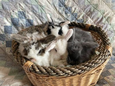 Purebred Holland Lop Baby Bunnies
