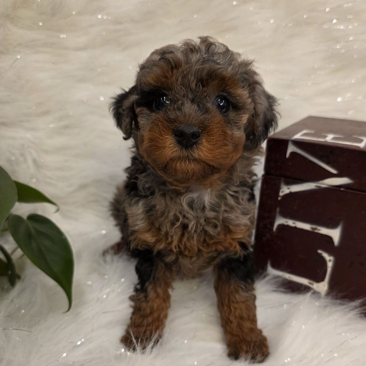 AKC Toy Poodle