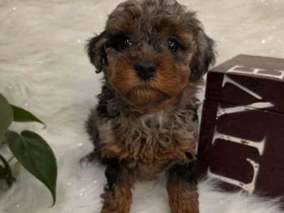 AKC Toy Poodle
