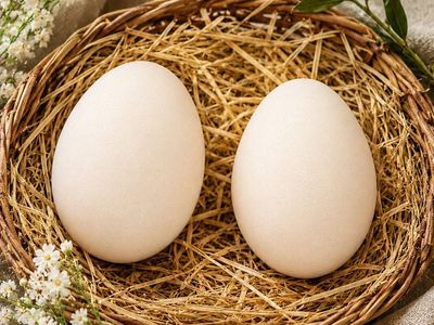 Unfertilized Goose Eggs