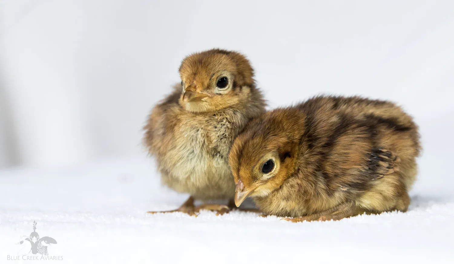 lady Amherst/ Buff Pheasant babies