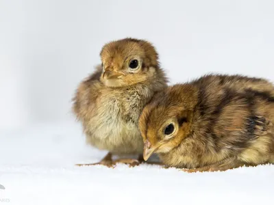 lady Amherst/ Buff Pheasant babies