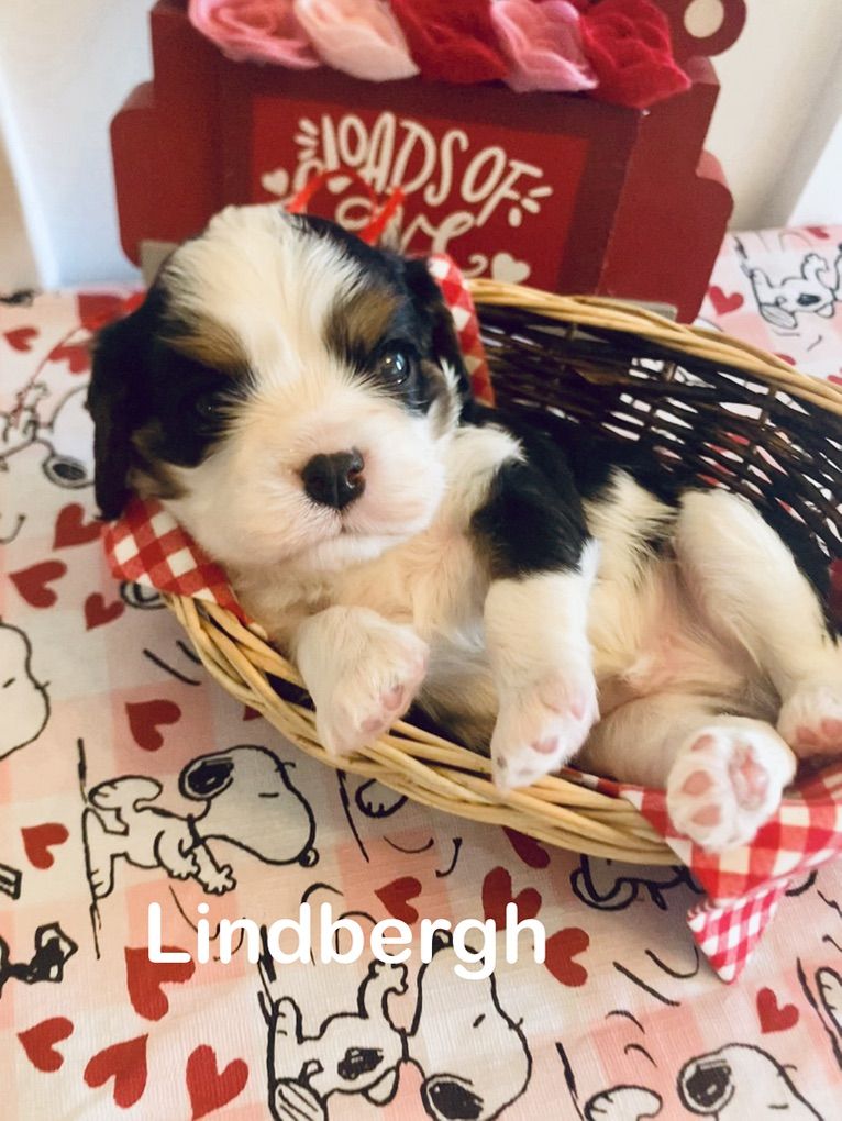 Cavalier King Charles Spaniel Puppies AKC CKCSC