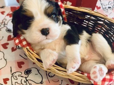 Cavalier King Charles Spaniel Puppies AKC CKCSC