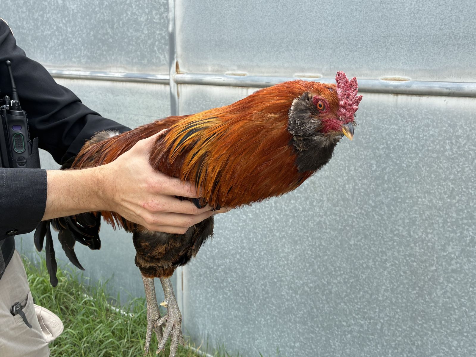 A161010 Coleslaw is Available for Adoption!