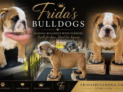 AKC English Bulldog Puppies - Male & Female, Champion Bloodlines