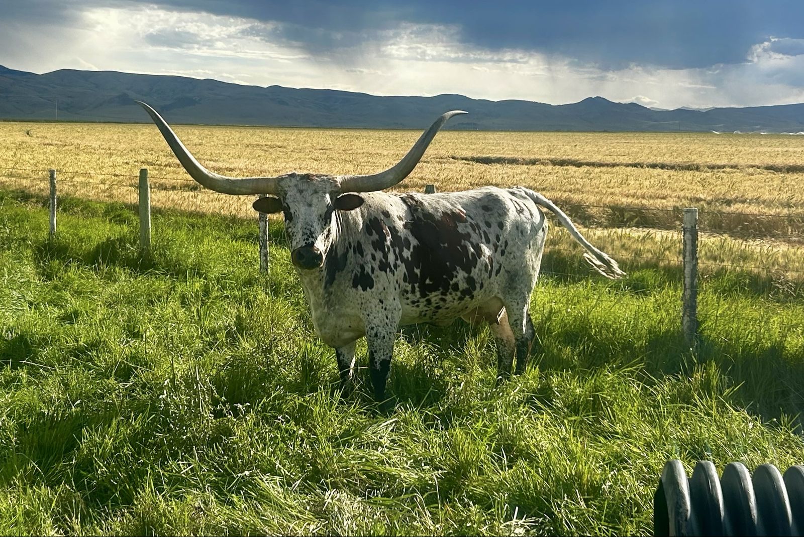 Registered Longhorn cow