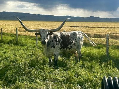 Registered Longhorn cow