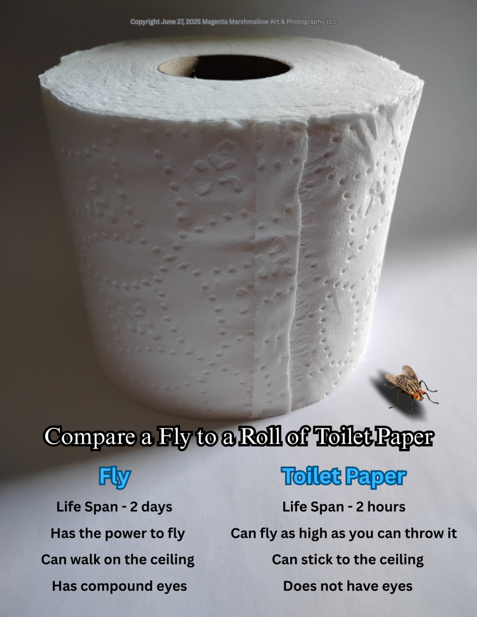Compare a Fly to a Roll of Toilet Paper - Canvas Print