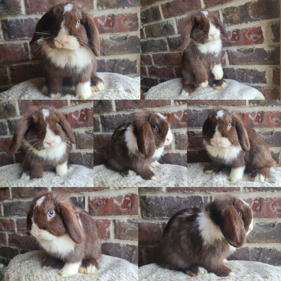 Chocolate VM Holland Lop Pet
