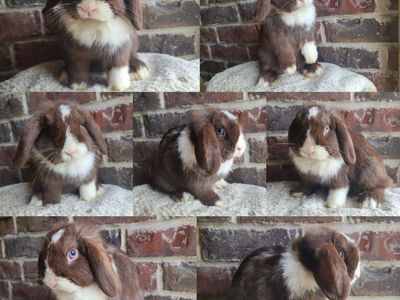 Chocolate VM Holland Lop Pet