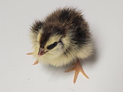 Cortunix Quail Chick Pre-order Spring 2026