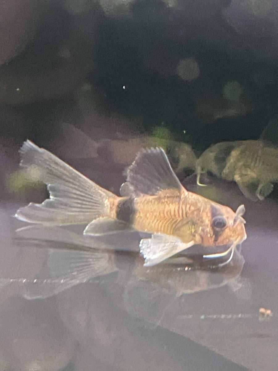 Long Fin Corydora Catfish