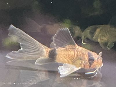 Long Fin Corydora Catfish