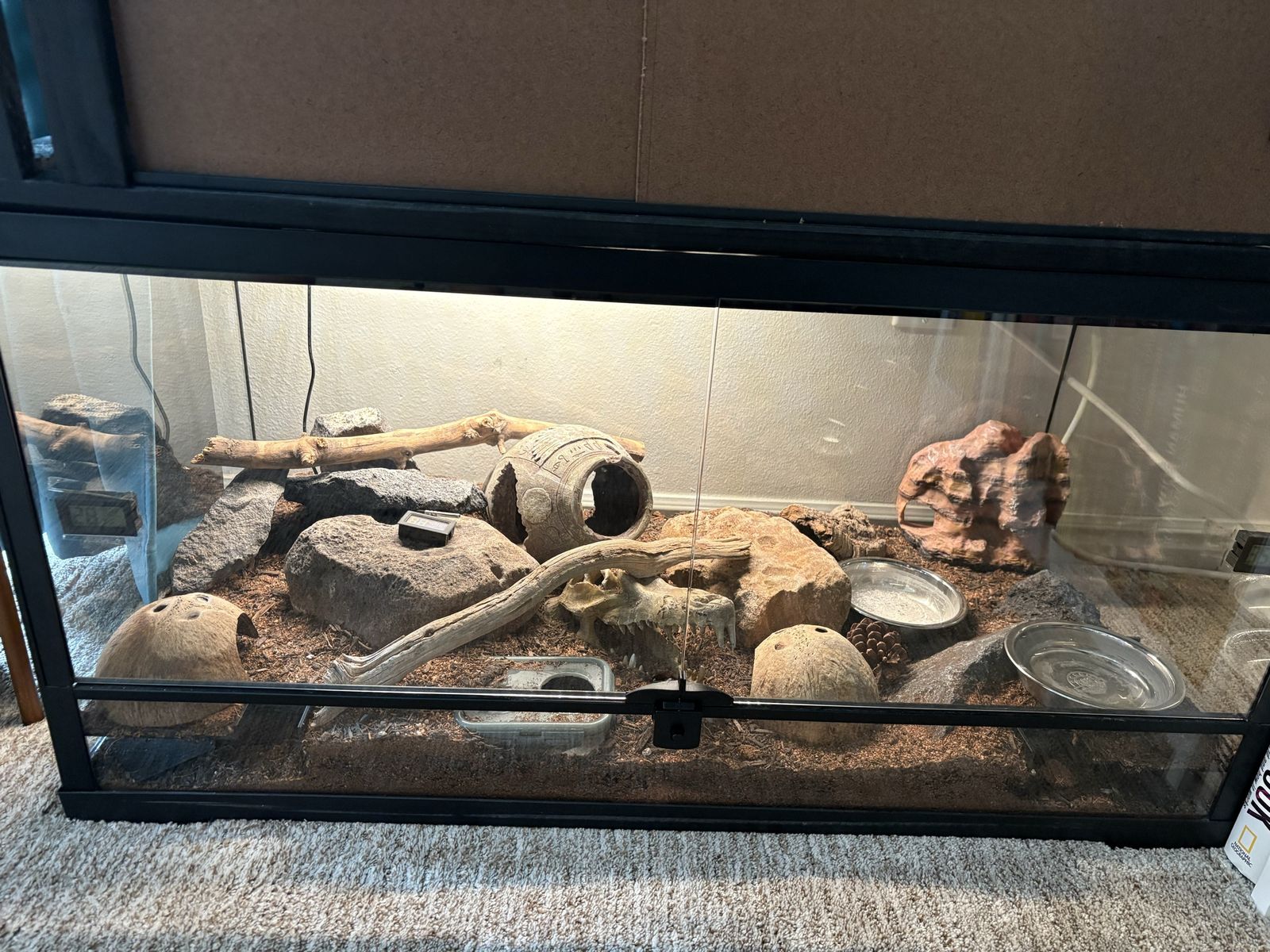 Tangerine leopard gecko with enclosure