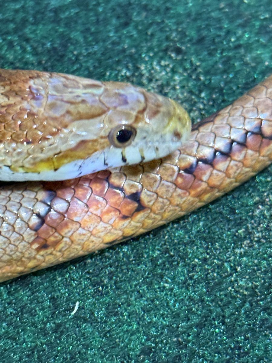 Male Caramel Corn Snake