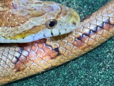 Male Caramel Corn Snake