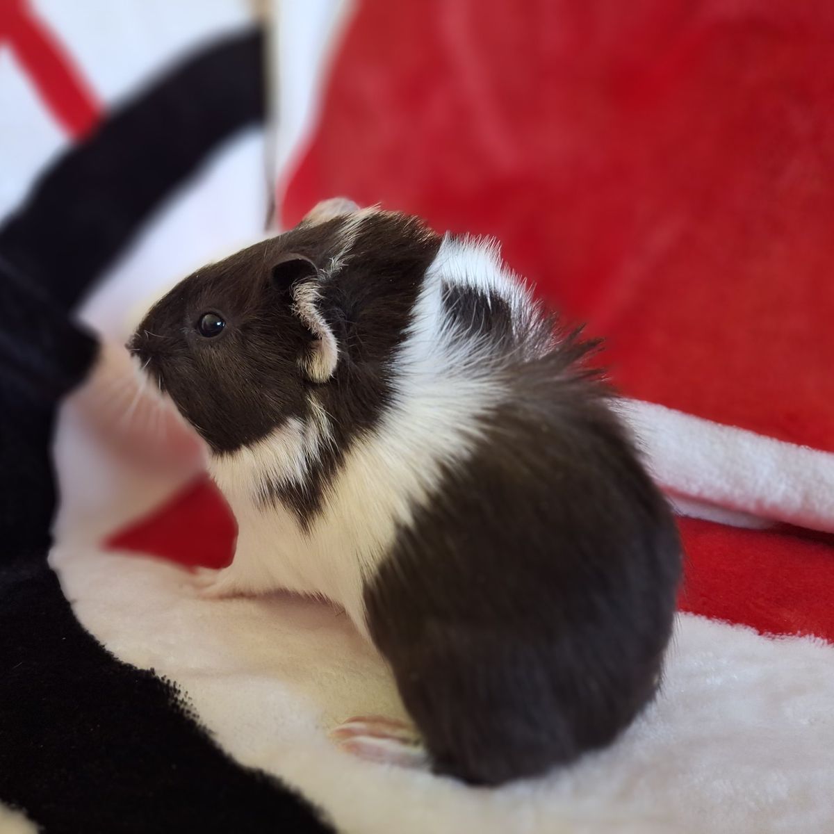 Baby Guinea Pig: Strudel