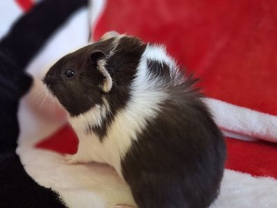 Baby Guinea Pig: Strudel