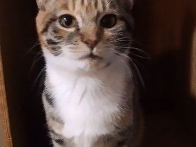 Kittens - Male and Female