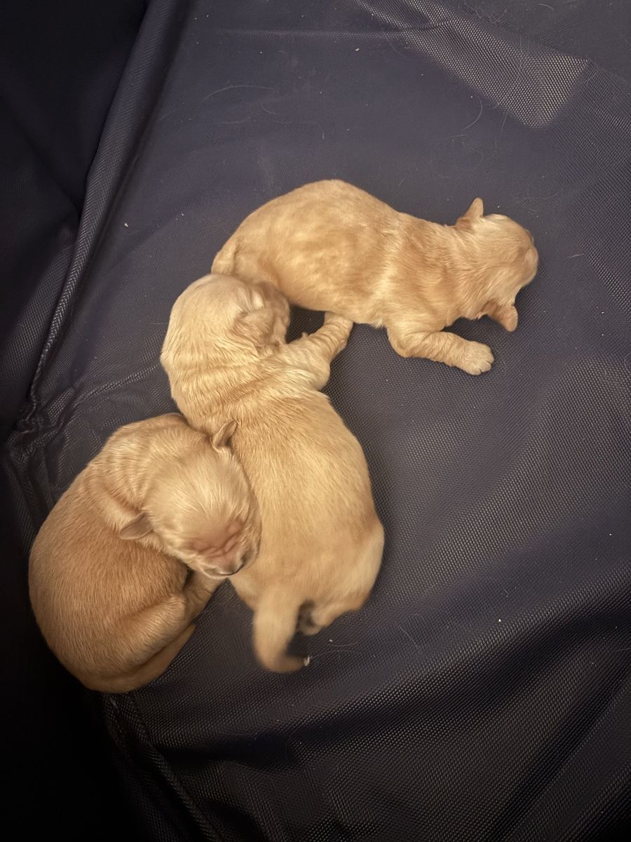 AKC registered Golden Retriever Puppies