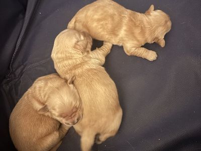 AKC registered Golden Retriever Puppies