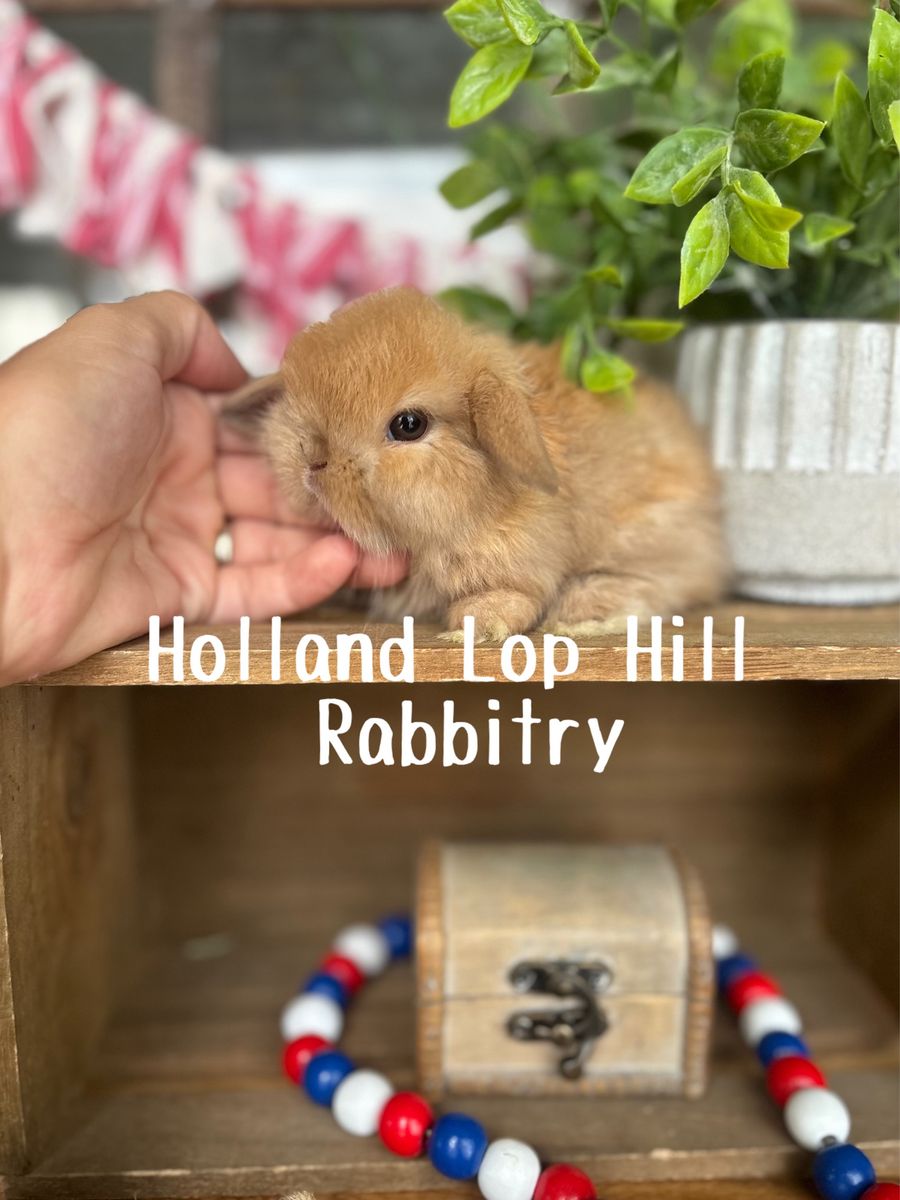 Purebred Baby Holland Lop Bunny