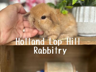 Purebred Baby Holland Lop Bunny