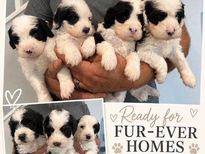 Adorable Mini Sheepadoodle Puppies - Ready for Their Fur-Ever Homes! (4 girls, 3 boys)( Mini-poodle/ Old English Sheepdog)