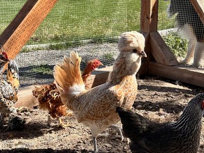 Chickens (hens)