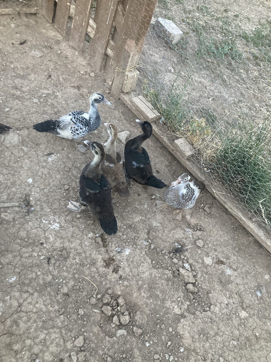 Muscovy ducklings