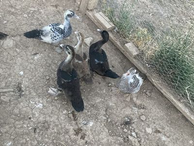 Muscovy ducklings