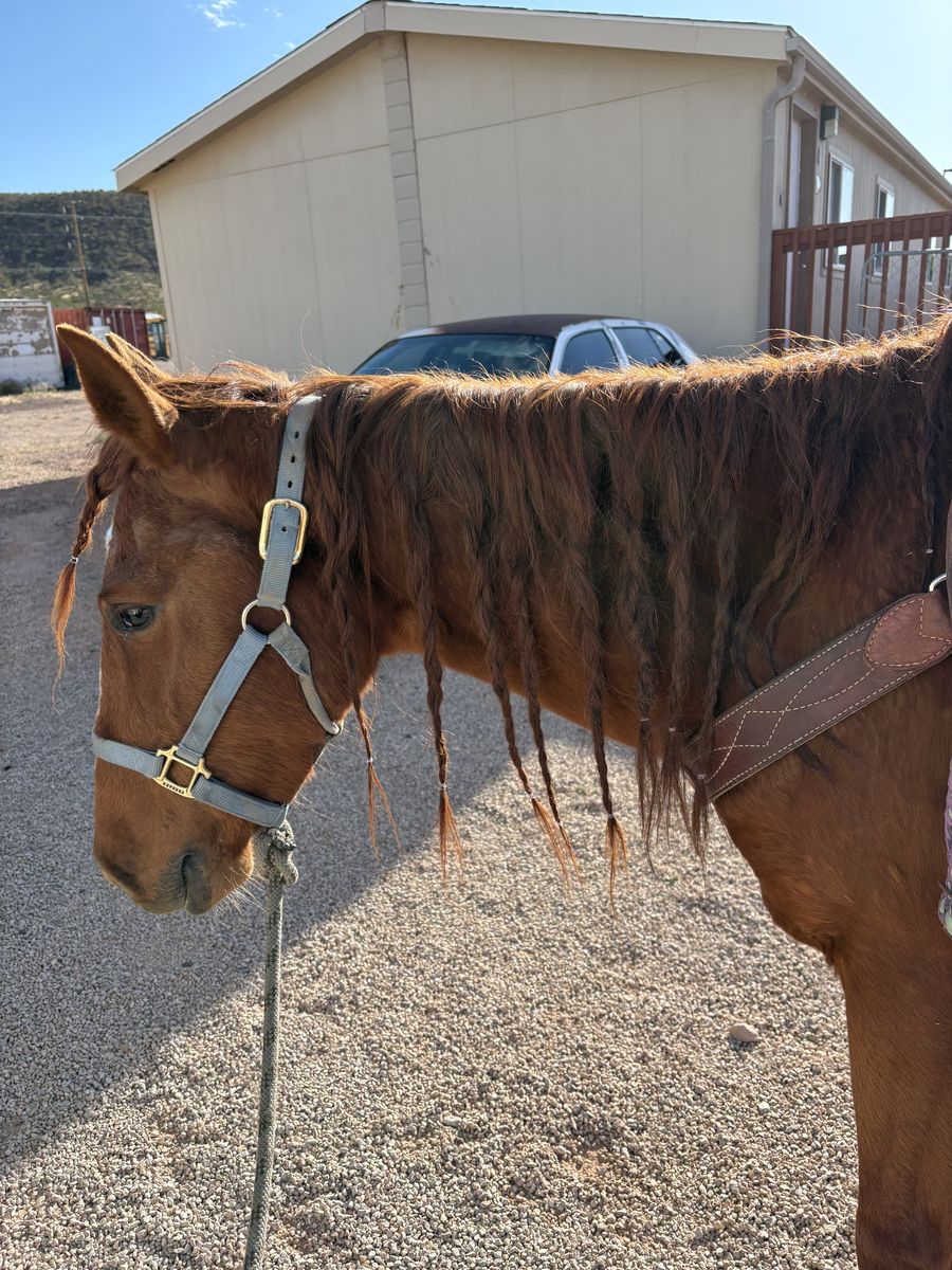 Mustang mare for sale